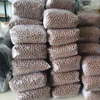 Hạt Macca Đắk Lắk Size Bi sấy tách nức vỏ (18-20mm)