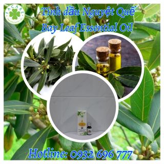 Tinh dầu Nguyệt quế Bay leaf essential oil làm thơm phòng - 10ml giá sỉ