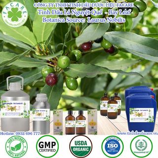 Tinh dầu Nguyệt quế Bay leaf essential oil làm thơm phòng - 100ml