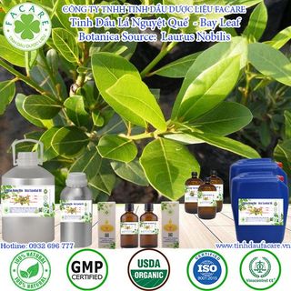 Tinh dầu Nguyệt quế Bay leaf essential oil làm thơm phòng - 100ml
