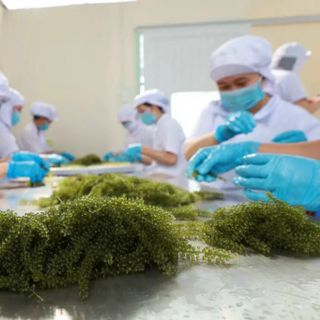RONG NHO TÁCH NƯỚC KHÁNH HOÀ
