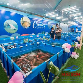Bể Bạt Nuôi Cá - Không Chia Ngăn Lọc Mai Sơn