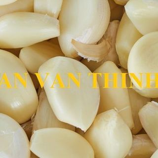 TỎI ĐÔNG LẠNH / IQF GARLIC IQF, FROZEN GARLIC FROZEN TO EXPORT FROM AN VAN THINH FOOD COMPANY (AVTF / AVTFOOD)