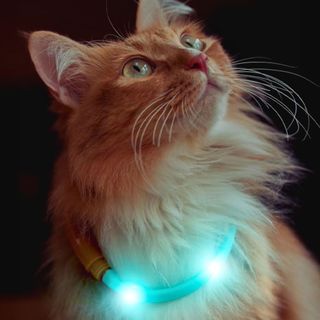 Đồ chơi cho Chó, Mèo - Vòng cổ phát sáng đáng yêu F33 LAROO