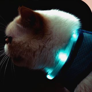 Đồ chơi cho Chó, Mèo - Vòng cổ phát sáng đáng yêu F33 LAROO