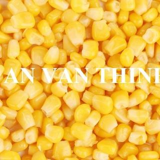 BẮP VÀNG ĐÔNG LẠNH, BẮP MỸ ĐÔNG LẠNH, HẠT BẮP ĐÔNG LẠNH, BẮP XAY ĐÔNG LẠNH, BẮP LUỘC ĐÔNG LẠNH, BẮP BỎ VỎ ĐÔNG LẠNH, IQF YELLOW CORN, FROZEN YELLOW CORN WHOLE / BOILED / GRATED / CORN KERNEL / PEELED / CUT ... TO EXPORT FROM AN VAN THINH FOOD COMPANY