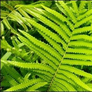 Chiết xuất Dương xỉ - Nguyên liệu mỹ phẩm