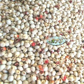 Hạt bobo trắng dùng làm ngũ cốc gà đá, hạt trộn cho hamster, cu gáy