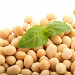 Nguyên liệu Chiết xuất Mầm đậu nành tan hoàn toàn Isoflavone 18%