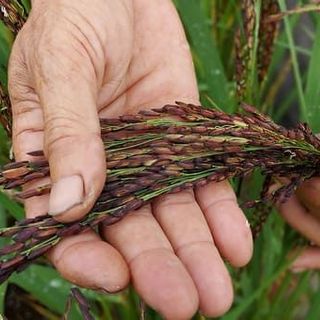 TRÀ GẠO LỨT XẠ ĐEN RANG TAY (500 Gram/gói)