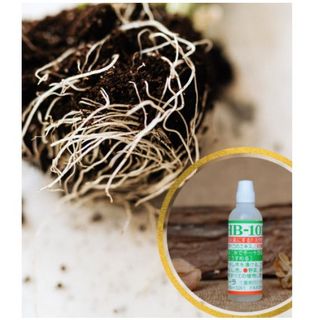 Thuốc kích rể làm xanh lá giúp tăng trưởng cây HB-101 công nghệ NHẬT BẢN