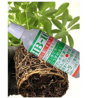 Thuốc kích rể làm xanh lá giúp tăng trưởng cây HB-101 công nghệ NHẬT BẢN