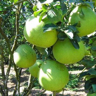 Bưởi Hoàng nhà vườn Tượng Hậu Lạc Thủy 4 vạn quả trồng 16 năm