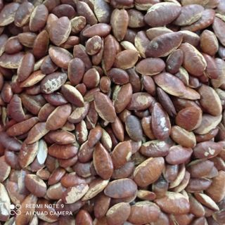Hạt Kơ nia giá sỉ & lẻ tốt nhất Tây Nguyên