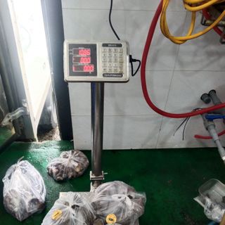 Cua đồng xay