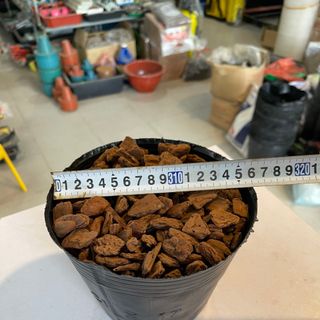 Bịch bầu ươm cây 21x17 - Bao 20kg