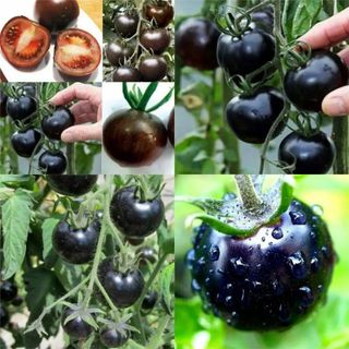 Hạt giống Cà chua Cherry đen lai F1 Rạng Đông RD643 giá sỉ