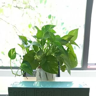 Xốp cắm hoa nhập khẩu