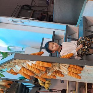 Trái bắp ngô khô tự nhiên trang trí loại lớn