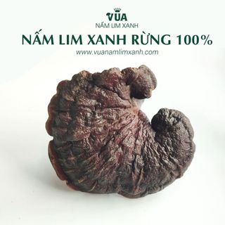 { FREE SHIP } Nấm Lim Xanh Rừng 100% Từ Tự Nhiên Loại 1KG