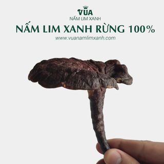 { FREE SHIP } Nấm Lim Xanh Rừng 100% từ tự nhiên Loại 1KG