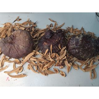 { FREE SHIP } Nấm Lim Xanh Rừng 100% từ tự nhiên Loại 1KG