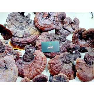 { FREE SHIP } Nấm Lim Xanh Rừng 100% Từ Tự Nhiên Loại 100Gr