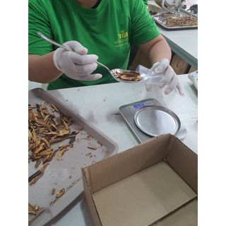 Trà Thải Độc  { FREE SHIP } Trà Nấm Lim Xanh Rừng Thượng Hạng – Vua Nấm Lim Xanh