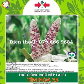 Hạt giống ngô nếp lai tím hoa 35 giá sỉ