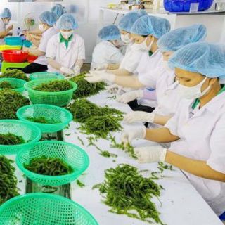 RONG NHO BIỂN (SEAGRAPES) Made In VIỆT NAM