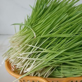 SỈ BAO 25KG HẠT GIỐNG CỎ LÚA MÌ NÂU ĐỎ - NẢY MẦM KHỎE - VỊ NGỌT ĐẬM ĐÀ