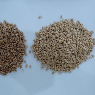 SỈ BAO 25KG HẠT GIỐNG CỎ LÚA MÌ NÂU ĐỎ - NẢY MẦM KHỎE - VỊ NGỌT ĐẬM ĐÀ