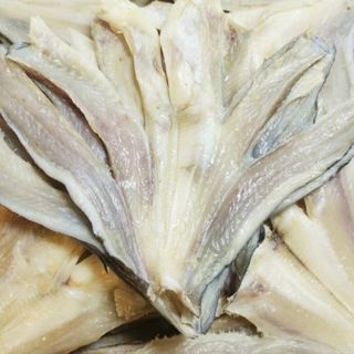 CÁ DỨA BIỂN - 1 NẮNG