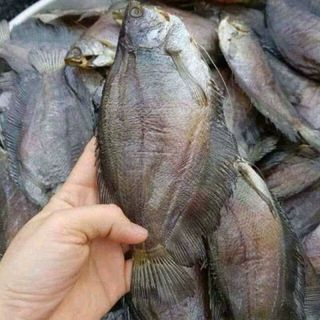 CÁ SẶC RẰN ( LÒ THO)