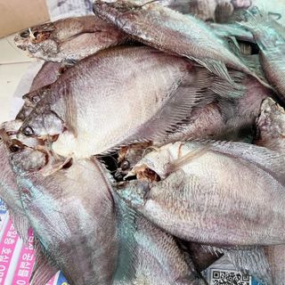 CÁ SẶC RẰN ( LÒ THO)