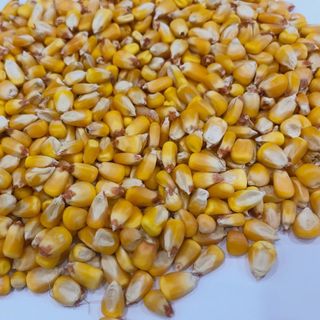 Bắp hạt Ấn Độ