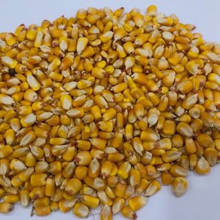 Bắp hạt Ấn Độ