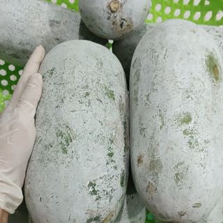 Bí Thơm Bắc Kạn, Bí Phấn, Bí xanh thơm