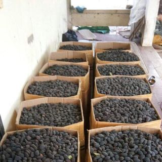Trái say rừng chua ngot