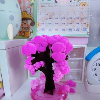 CÂY SAKURA MAGIC NỞ HOA