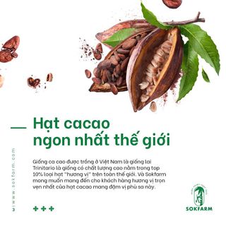 Sokfarm Hạt Cacao & Mật Hoa Dừa Đặc Sản Trà Vinh