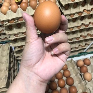 Trứng gà sạch giá sỉ