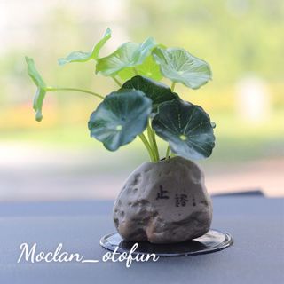 (decor) Chậu Cây Mini Trang Trí Taplo Ô Tô, Bàn Làm Việc Xanh Mát Sinh Động - Mộc Lan Phụ Kiện Xế Yêu