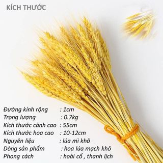 BÓ BÔNG LÚA KHÔ DERCO TRANG TRÍ