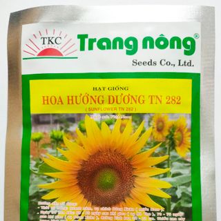 Hạt giống Hoa hướng dương cao bông to trồng Tết TN 282 Trang Nông giá sỉ