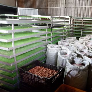 Hạt Macca Sấy Nứt quy cách 500g hút chân không kèm dụng cụ tách