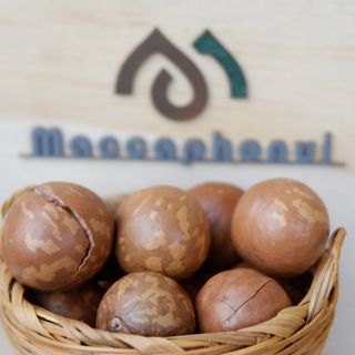 Hạt Macca Sấy Nứt quy cách 500g hút chân không kèm dụng cụ tách