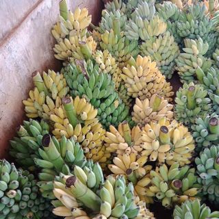 Chuối sấy dẻo không đường 500gr