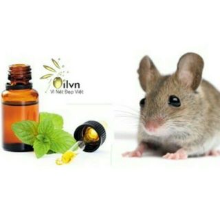 Tinh dầu chống chuột Pepermice dạng xịt khoang máy ô tô chống chuột hiệu quả