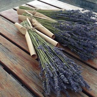 Sỉ hoa lavender giá rẻ - chất lượng
